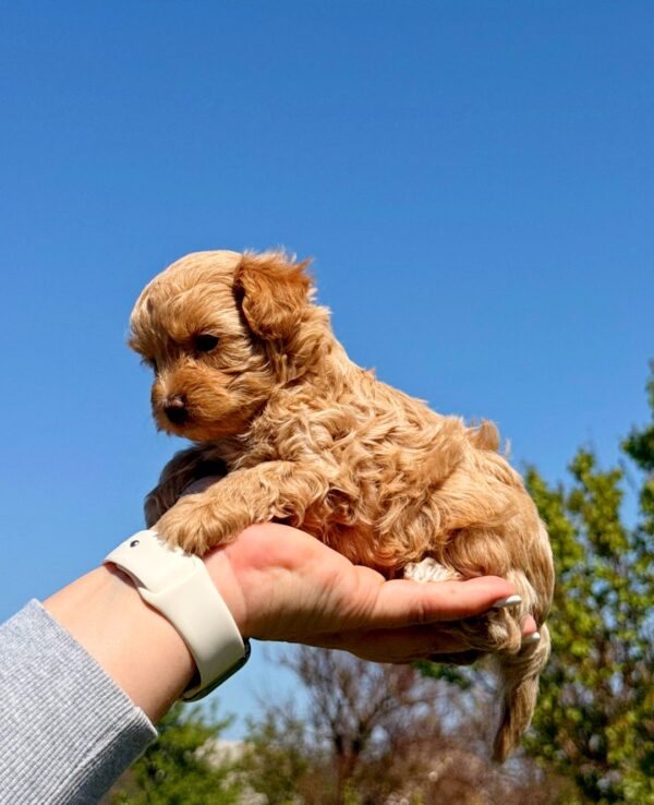 Poppy Maltipoo Poppy Maltipoo