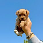 Poppy-female-Maltipoo-puppy-for-sale-3