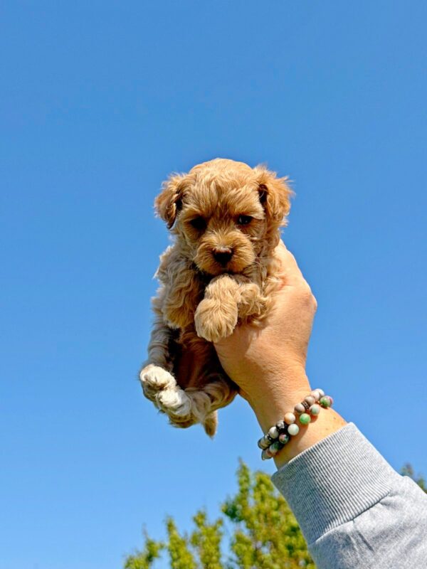Poppy Maltipoo Poppy Maltipoo