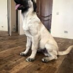 Poyraz-male-Kangal-puppy-for-sale-1