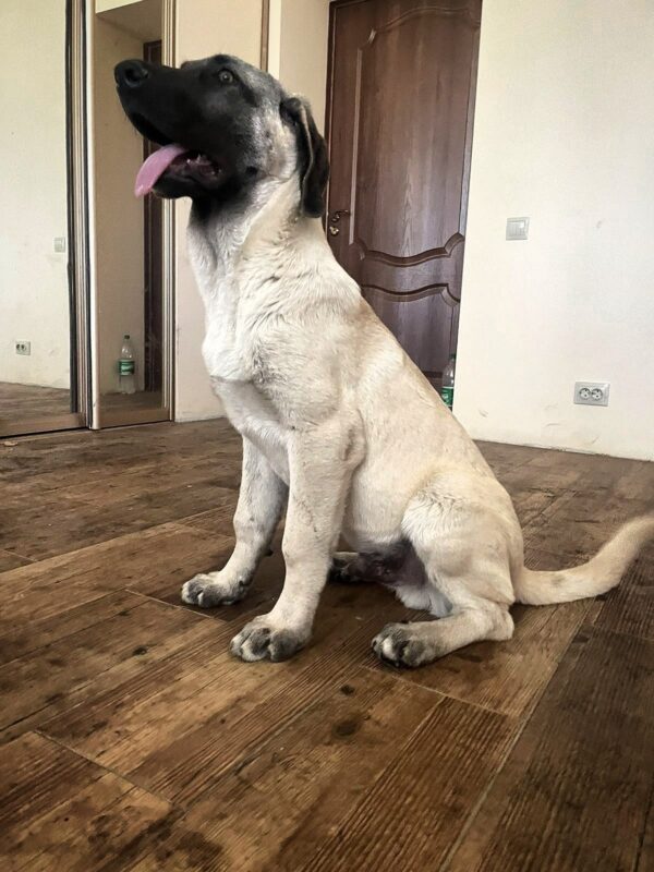 Poyraz Kangal Poyraz Kangal