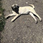Poyraz-male-Kangal-puppy-for-sale-2