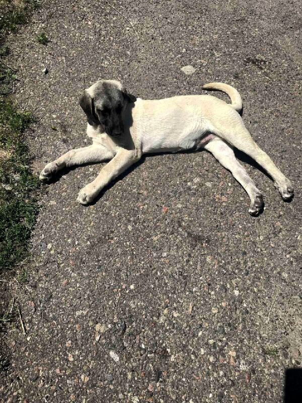 Poyraz Kangal Poyraz Kangal