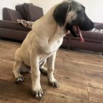 Poyraz-male-Kangal-puppy-for-sale-3