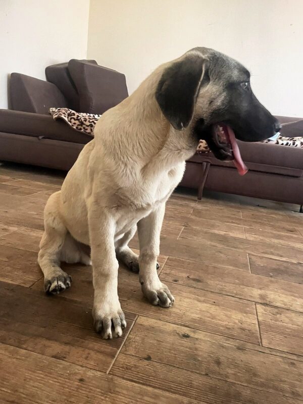 Poyraz Kangal Poyraz Kangal