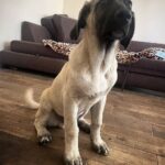 Poyraz-male-Kangal-puppy-for-sale-4