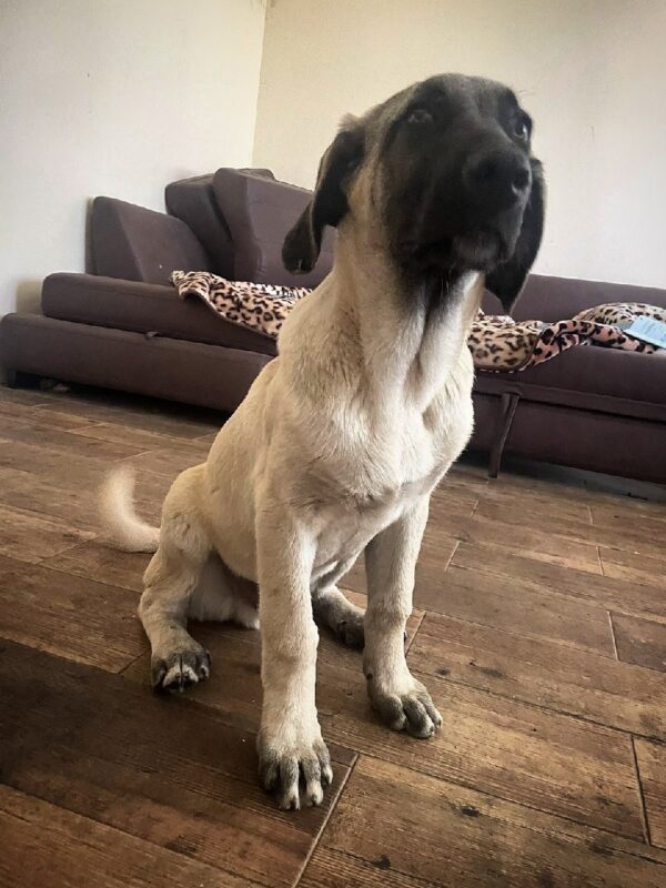 Poyraz Kangal Poyraz Kangal