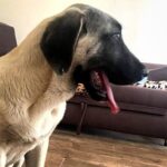 Poyraz-male-Kangal-puppy-for-sale-5