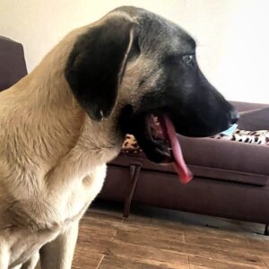 Poyraz Kangal Poyraz Kangal