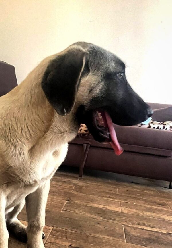 Poyraz Kangal Poyraz Kangal