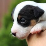 Prada-female-JRT-puppy-for-sale-1