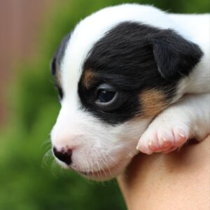Prada Jack Russell Terrier Prada Jack Russell Terrier