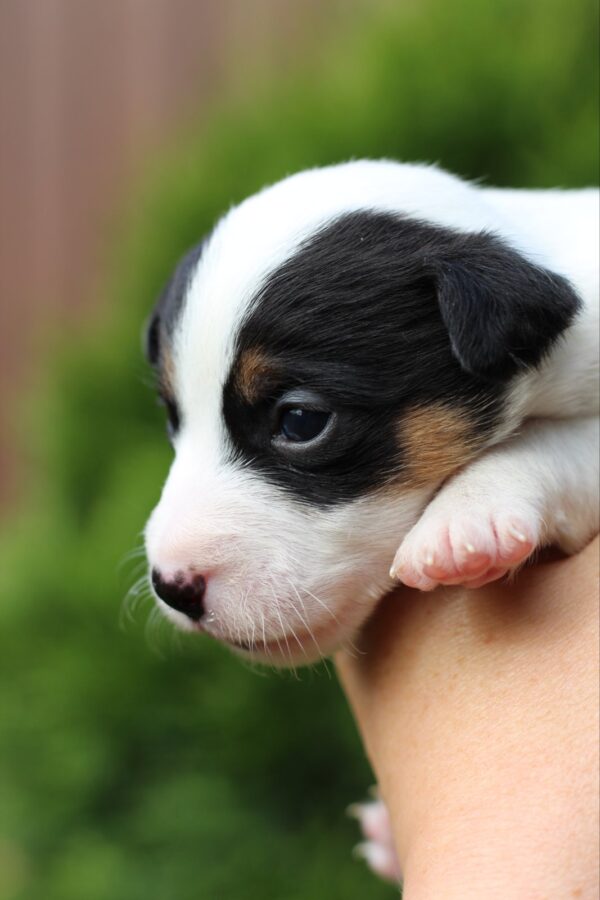 Prada Jack Russell Terrier Prada Jack Russell Terrier