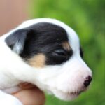 Prada-female-JRT-puppy-for-sale-2