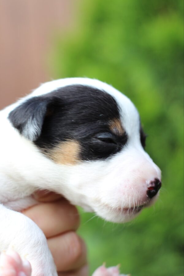 Prada Jack Russell Terrier Prada Jack Russell Terrier