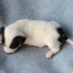 Prada-female-JRT-puppy-for-sale-3