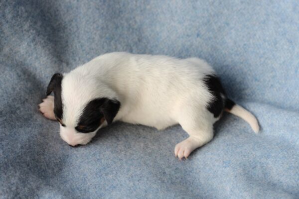 Prada Jack Russell Terrier Prada Jack Russell Terrier