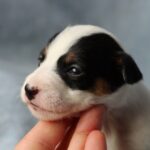 Prada-female-JRT-puppy-for-sale-4