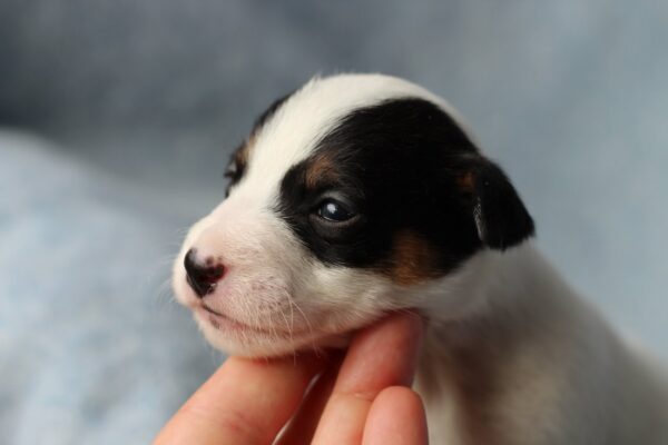 Prada Jack Russell Terrier Prada Jack Russell Terrier