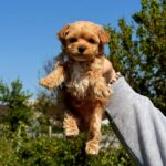 Preston-male-Maltipoo-puppy-for-sale-1