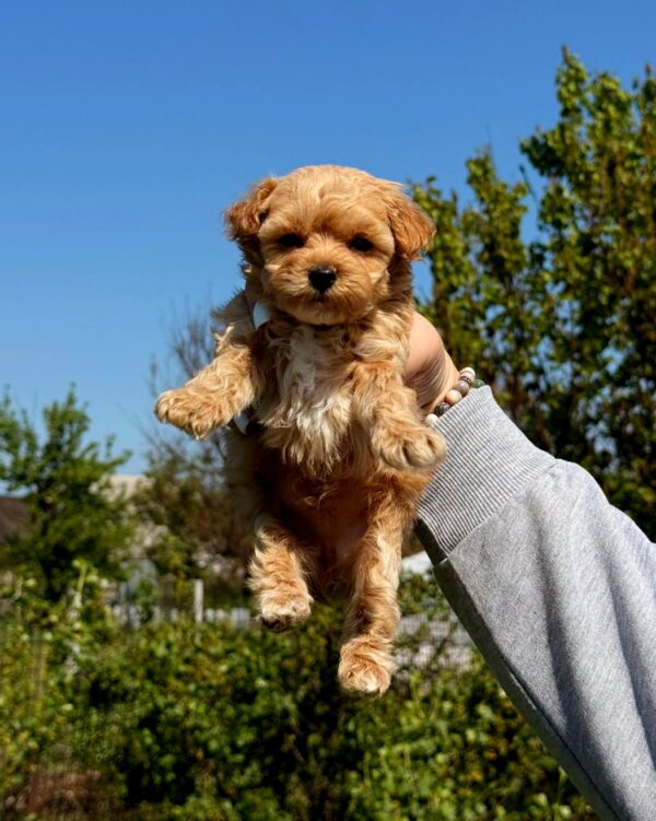 Preston Maltipoo Preston Maltipoo