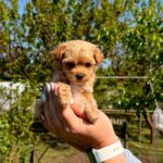 Preston-male-Maltipoo-puppy-for-sale-2