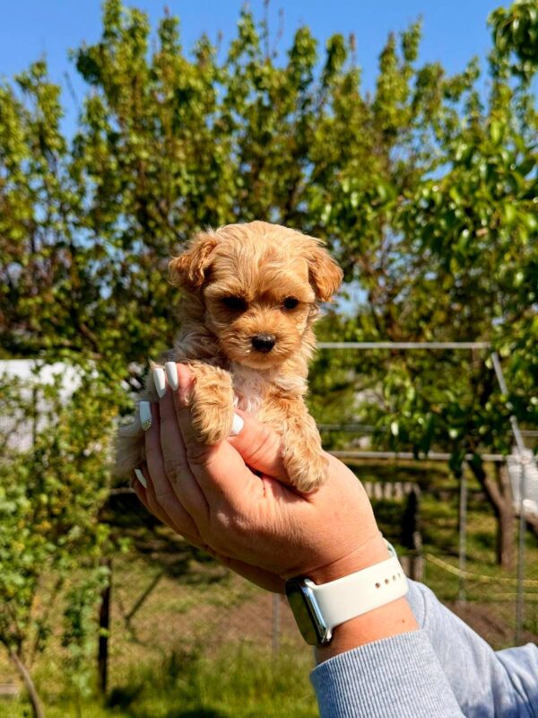 Preston Maltipoo Preston Maltipoo