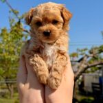 Preston-male-Maltipoo-puppy-for-sale-3