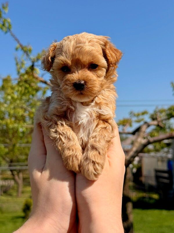 Preston Maltipoo Preston Maltipoo