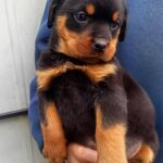 Prima-female-Rottweiler-puppy-for-sale-1