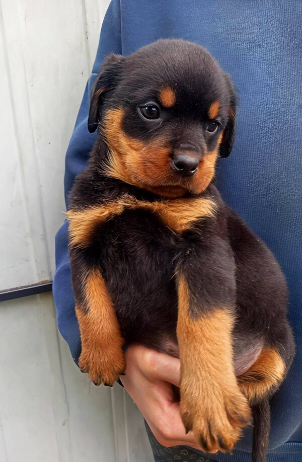 Prima Rottweiler Prima Rottweiler