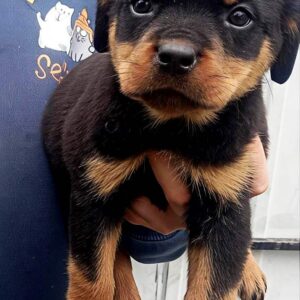 Prima Rottweiler Prima Rottweiler