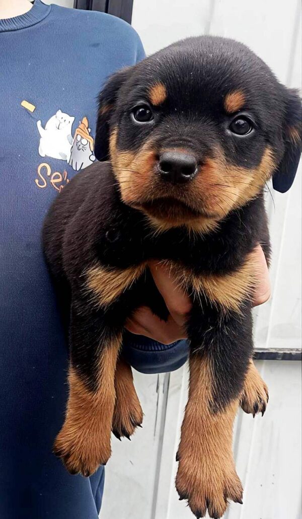 Prima Rottweiler Prima Rottweiler