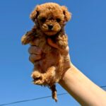 Primo-male-Maltipoo-puppy-for-sale-1