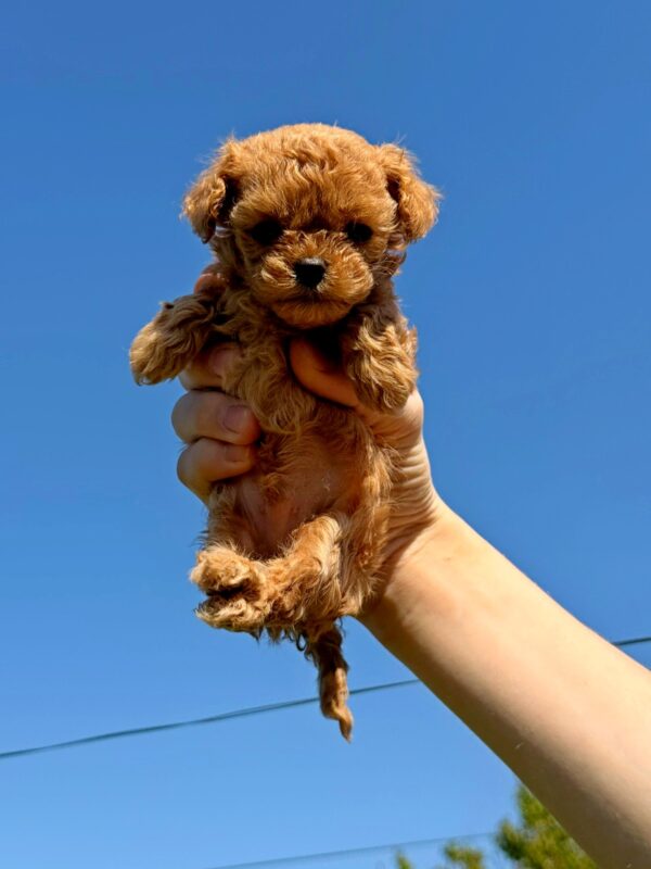 Primo Maltipoo Primo Maltipoo