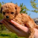 Primo-male-Maltipoo-puppy-for-sale-2