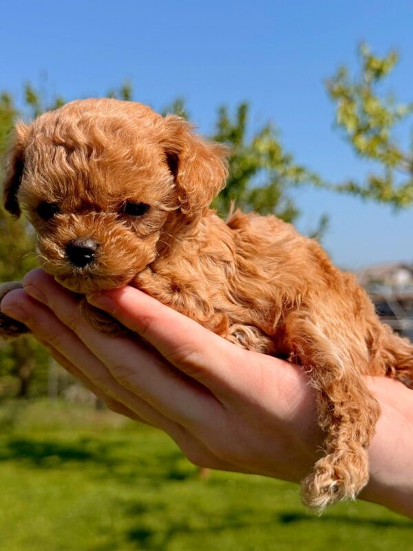 Primo Maltipoo Primo Maltipoo