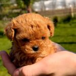 Primo-male-Maltipoo-puppy-for-sale-3