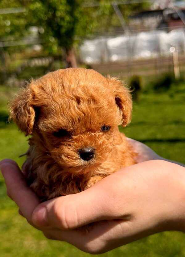 Primo Maltipoo Primo Maltipoo
