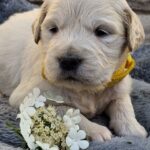 Queenie-female-Retriever-puppy-for-sale-1