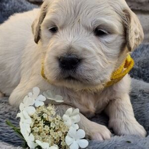 Queenie Golden Retriever Queenie Golden Retriever