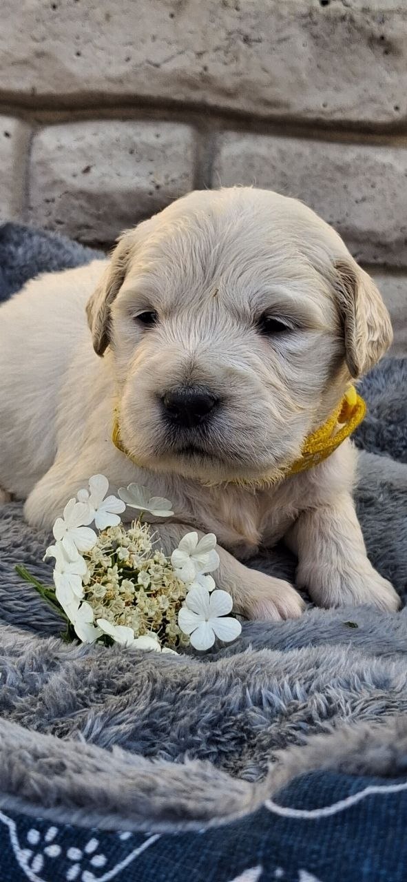 Queenie Golden Retriever Queenie Golden Retriever