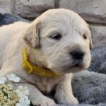 Queenie-female-Retriever-puppy-for-sale-2