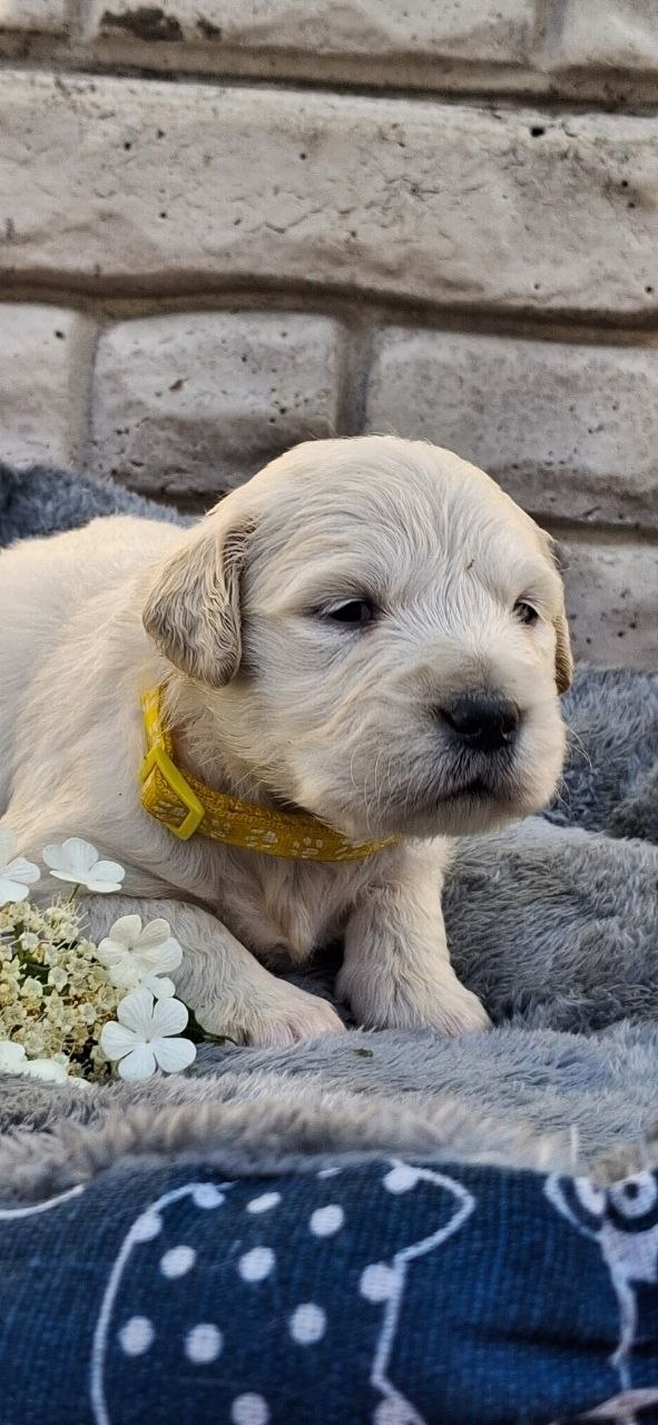 Queenie Golden Retriever Queenie Golden Retriever