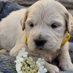 Queenie-female-Retriever-puppy-for-sale-3