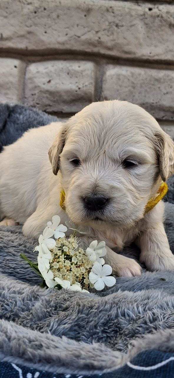 Queenie Golden Retriever Queenie Golden Retriever