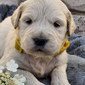 Queenie Golden Retriever Queenie Golden Retriever