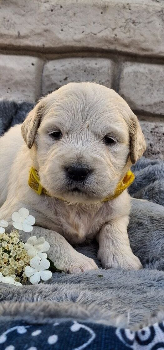 Queenie Golden Retriever Queenie Golden Retriever