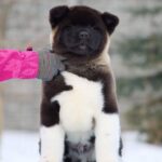 Qurro-male-American-Akita-puppy-for-sale-1
