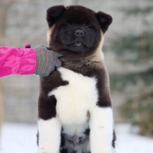 Qurro American Akita Qurro American Akita